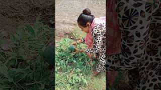 इसक सबज बनएग आज