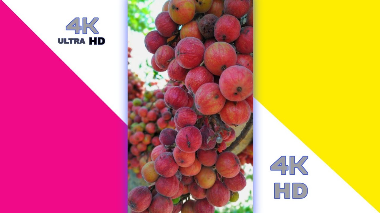 Download He Ra Ru Ringtone He Ra Ru Whatsapp Status He Ra Ru South Song Tiktok Famous Song Mp4 Mp3 3gp Naijagreenmovies Fzmovies Netnaija