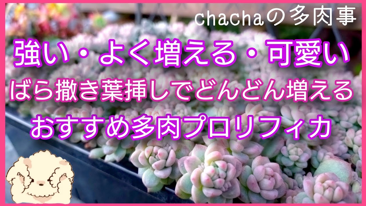 多肉植物】春の増やし作業始めました🌸✂️強くてよく増えるおすすめ