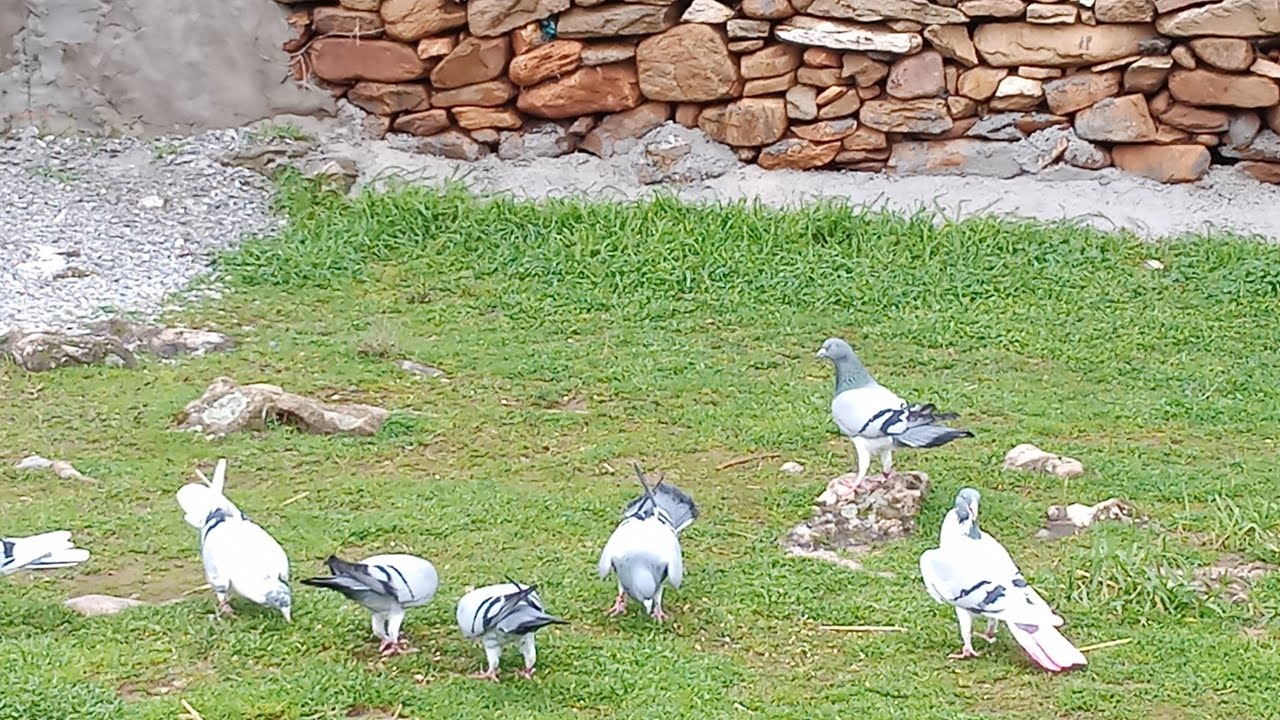 ΠΕΡΙΣΤΕΡΙΑ ΒΟΎΤΕΣ ΗΛΊΑΣ ΠΕΤΑΞΙΑ 22-2-26