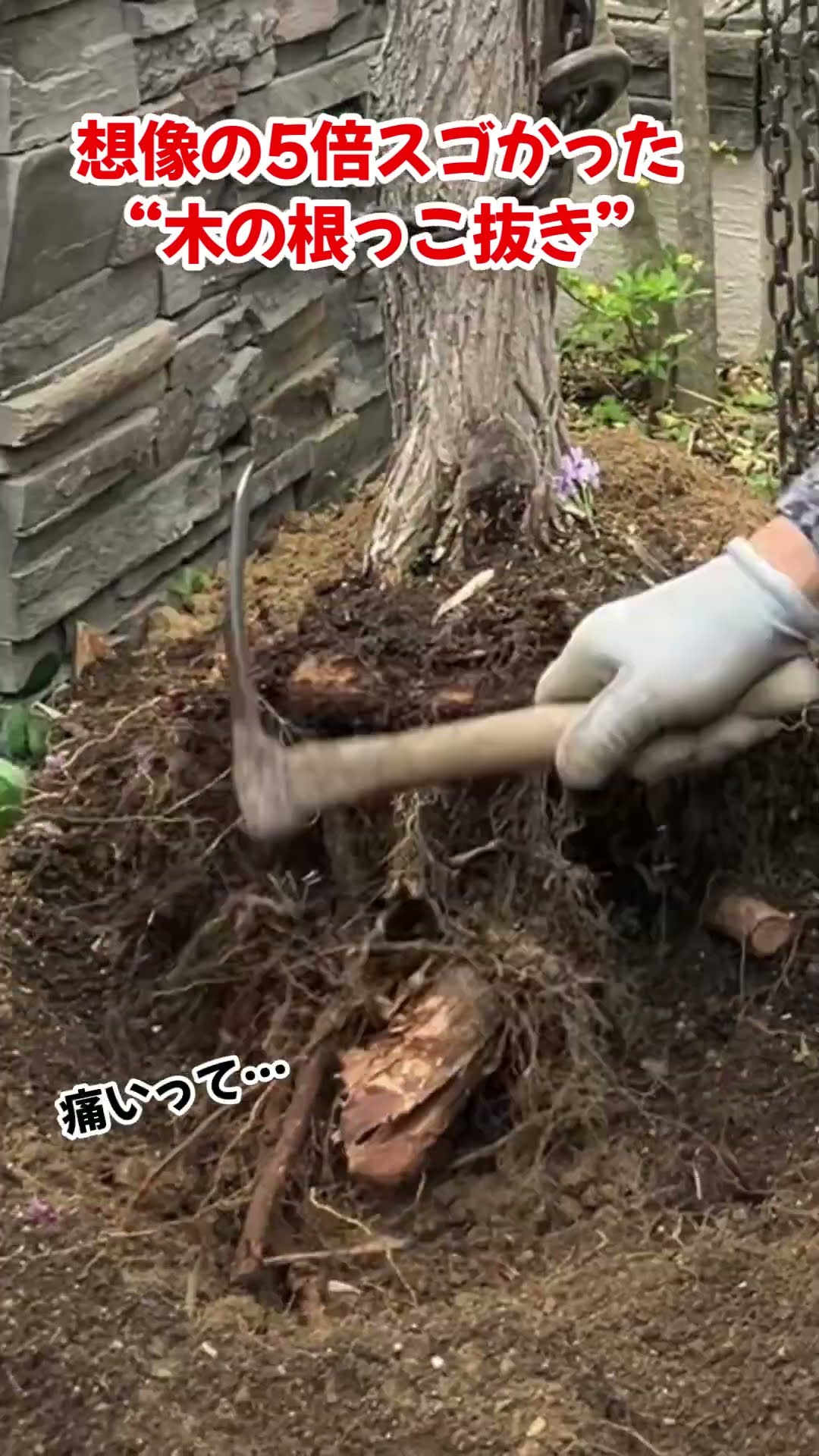 この木の根っこ抜きが予想以上に大変だった！ - YouTube