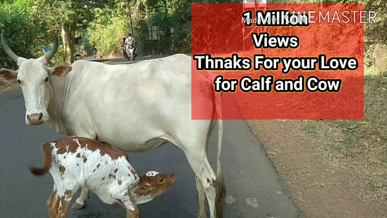 COW FEEDING CALF TO DRINK HER MILK YouTube