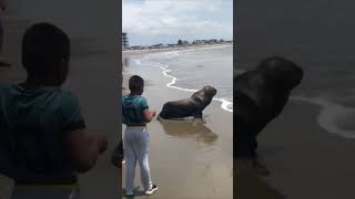 People Encounter a Sea Lion on a Beach