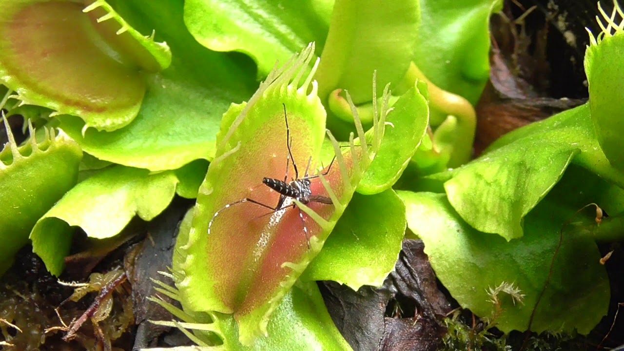 食虫植物 ハエトリソウを餌づけしていくｗｗ Youtube