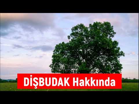 Video: Dişbudak ağacı dikmeli misiniz?