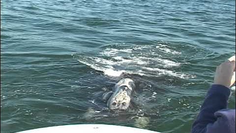 Right Whale Gunshot and Jello