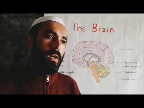 انسان جي دماغ جا  حصا ۽ انهن جا ڪم Parts of human brain and their functions