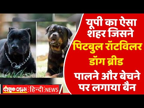 यूपी का ऐसा शहर जिसने पिटबुल रॉटविलर डॉग ब्रीड पालने और बेचने पर लगाया बैन