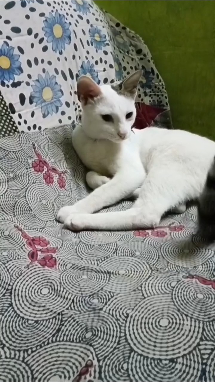 😂 வேடிக்கை வீடியோக்கள்😅 - ShareChat