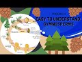 Gymnosperms and Their Life Cycle