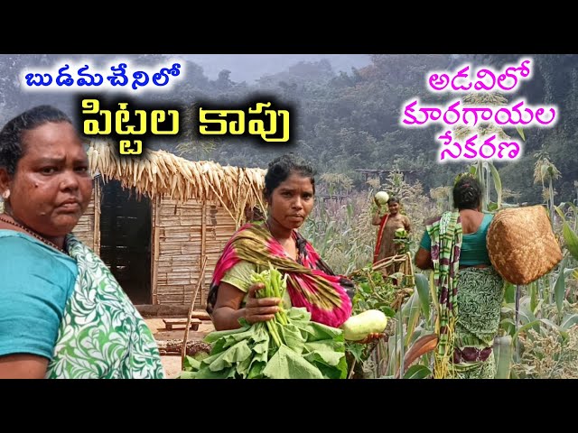 Tribal's Organic vegetable harvest u0026 Birds hunting.#Telugu vlogs of tribals #Millets @MyluRams class=