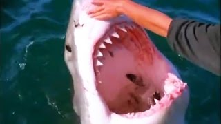 Опасные игры, видео про акул(Это было бы прикольное видео, если бы рыбки не были акулами. А так - жутковато немного. Здесь, на этом канале,..., 2015-07-27T16:32:01.000Z)
