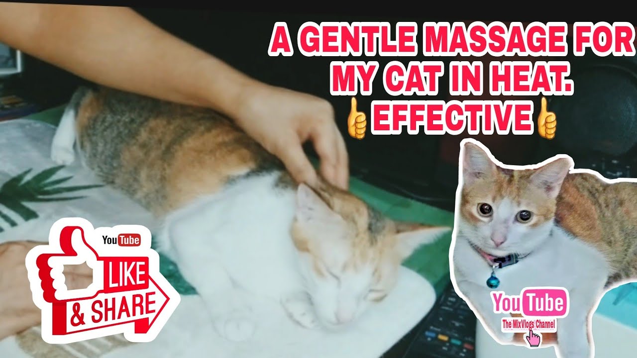a-gentle-massage-for-my-cat-in-heat-it-should-help-her-to-calm-down