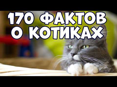 170 ИНТЕРЕСНЫХ ФАКТОВ О КОТИКАХ