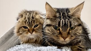 朝4時なのに圧をかけながら全力で起こしにくる先住猫と新入り子猫