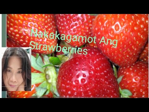 Video: Wastong Paghawak Ng Mga Strawberry Bago Kumain