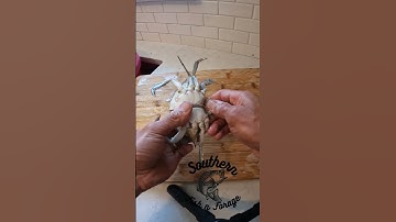 EASY Way to Clean TASTY Crabs
