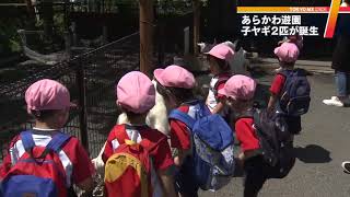 今だけ！かわいい子ヤギと触れ合い　東京・あらかわ遊園