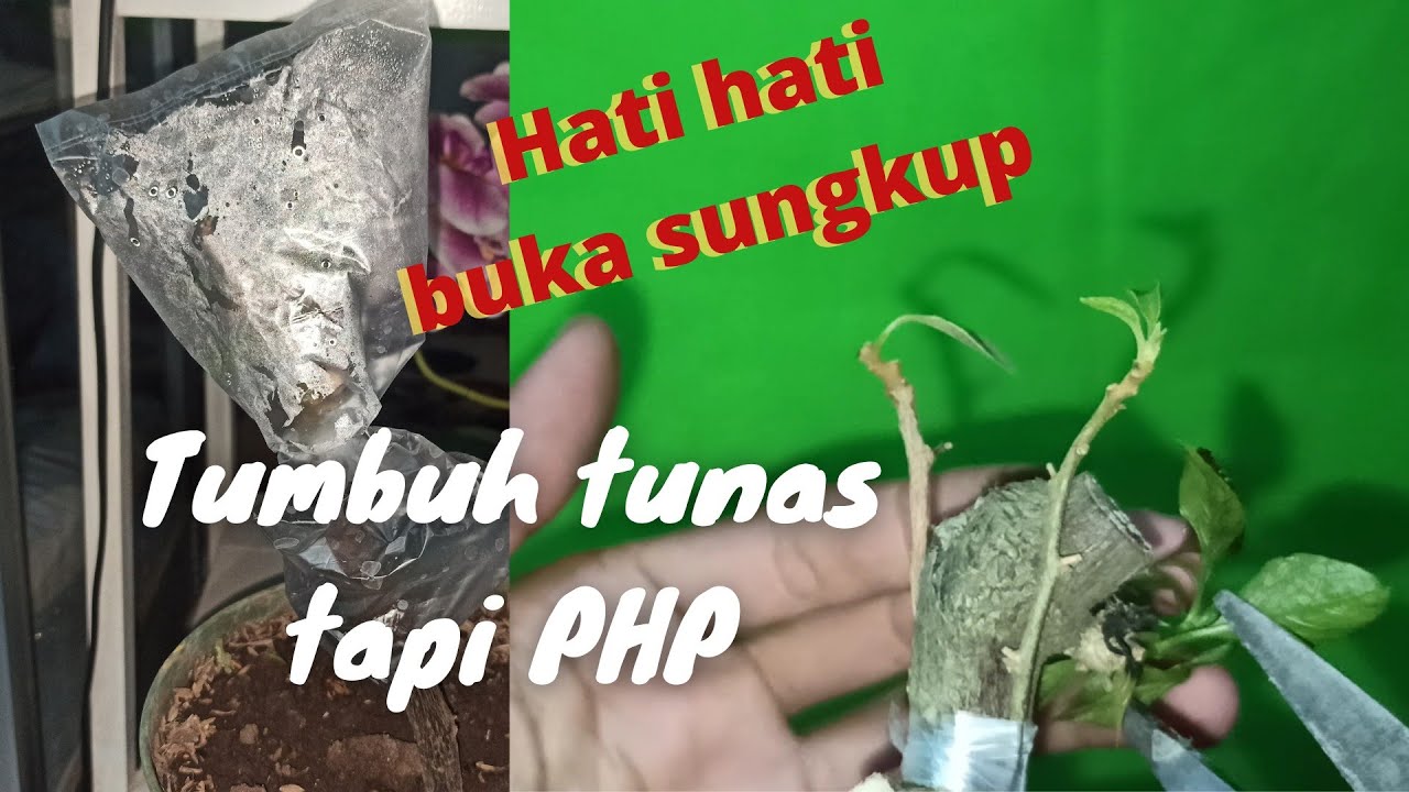 buka sungkup// tumbuh tunas tapi masih PHP karena kesalahan ini// bougenville