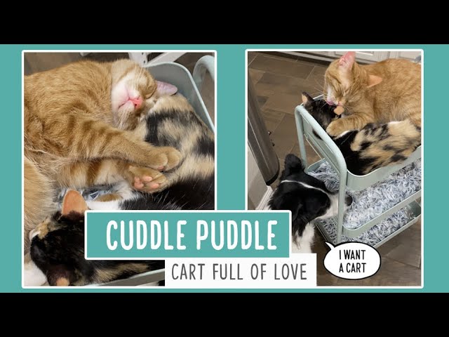 Cuddle Puddle Chronicles: Adorable Pet Adventures - gmedia