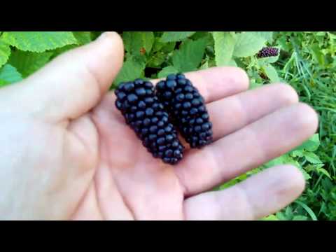 Early Blackberries Karaka Black