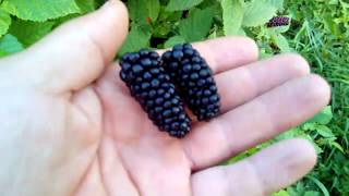 Early Blackberries Karaka Black