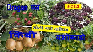 Best Business in Nepal ।Kiwi, Dragon Fruit , Avocado and Rudrakshya Farming business in Nepal ।