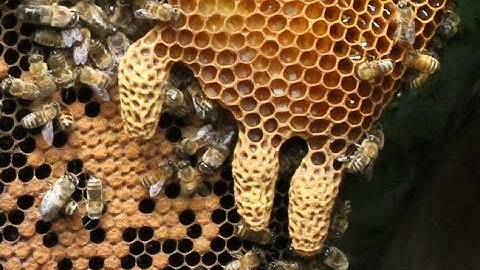 How to splitting hive with queen cell