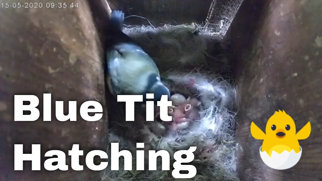 Blue Tit Nest Eggs Hatching and First Feeds | 2020 Nest Story