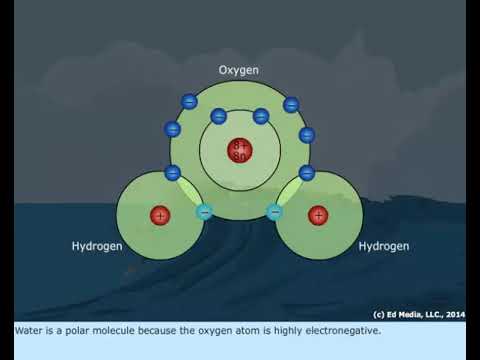 Video: Jak jsou molekuly vody vázány?