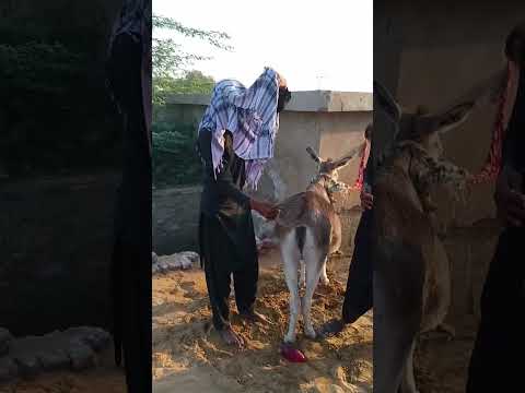 مشهد ريفي جميل الأتان تجلس بصمت والفرح يملأ المكان