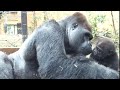 突然の父からのKissに少し戸惑うキンタロウ❓⭐️ゴリラ Gorilla【京都市動物園】Kintaro was little nervous when he was kissed by his dad