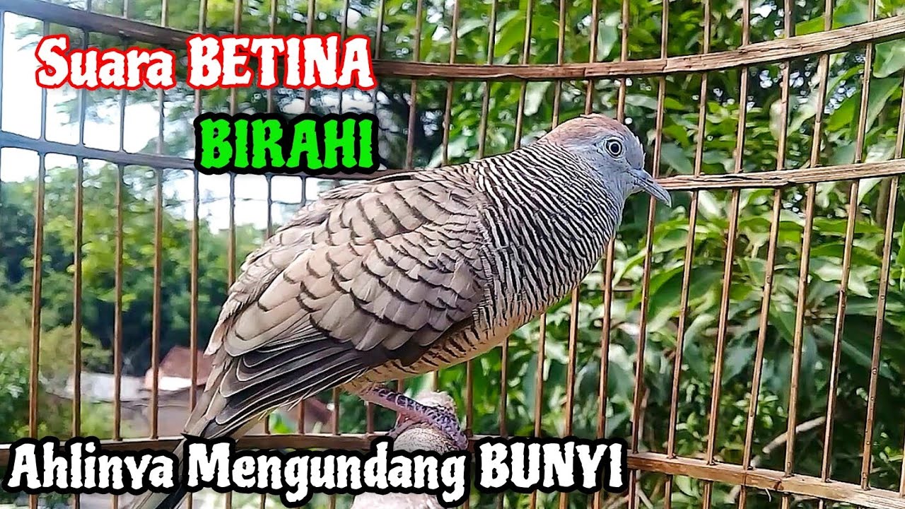 Suara Perkutut BETINA BIRAHI Mengundang BUNYI || The female turtle dove calls the male