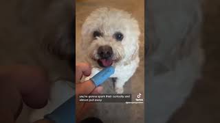 Does your dog hate brushing their teeth? Here are a few tips to get them more comfortable