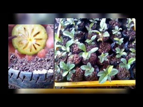 Video: Cultivo De Limoncillo A Partir De Semillas