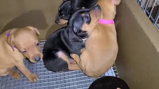 ruby puppies 01 10 21 5 week okd