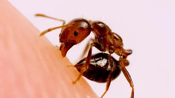 ¿Qué tipo de hormigas te pican?