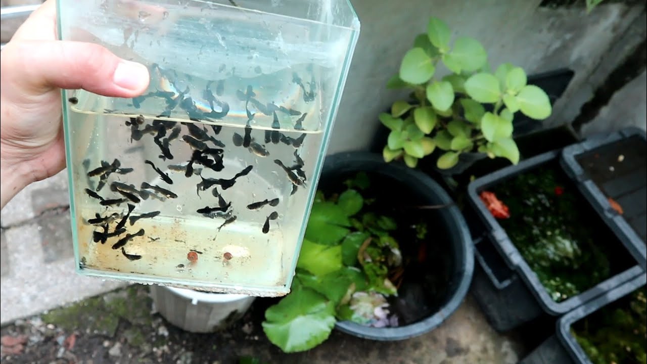 Kumita kahit PANDEMIC | GUPPY breeding