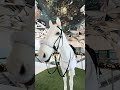 This is trippy 😳 Meet Sha-Tin’s newest stable mate 🐴 #HKIR25