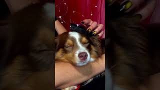 DOG ASMR Brushing, Scratching and Petting | To Help You SLEEP #asmr #asmrsleep #asmrdog