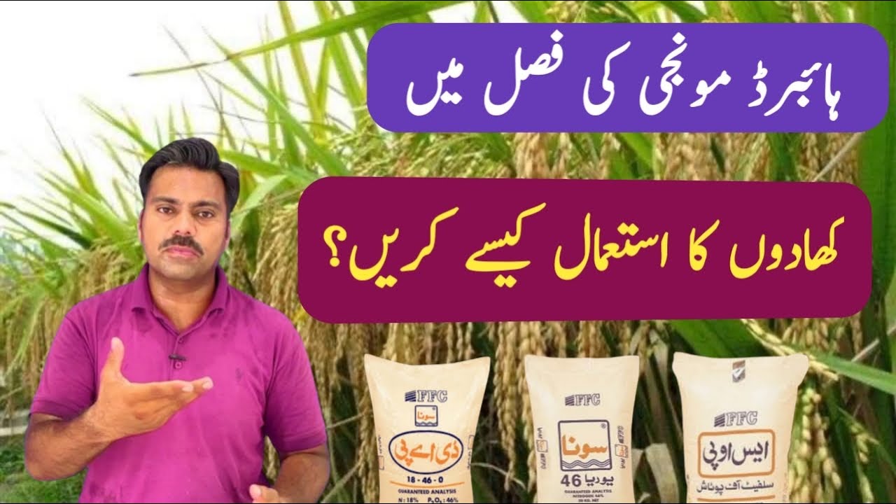 Abid Rice Fertilizer plan for hybrid rice crop | Abid Ali Agrarian - YouTube