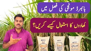 Fertilizer plan for hybrid rice crop | Abid Ali Agrarian