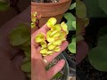 Semilla de Golden Sunrise