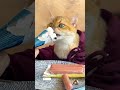 😺 Food Review By My Cat 🍧😋#cats #viral #trend