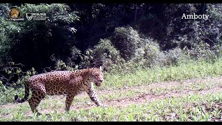 Monitoreo de Yaguaretés en el Valle del Cuña Pirú. Misiones. Argentina.