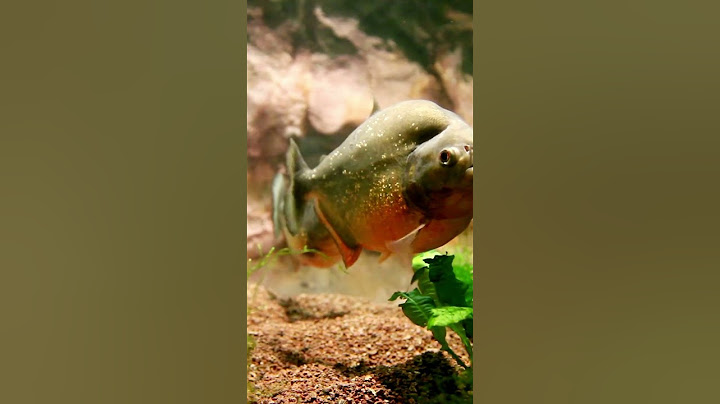 Surviving the Piranha-Infested Waters: My Epic Swimming Adventure