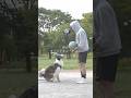 犬と二人暮らし#会社員 #ボーダーコリー #vlog