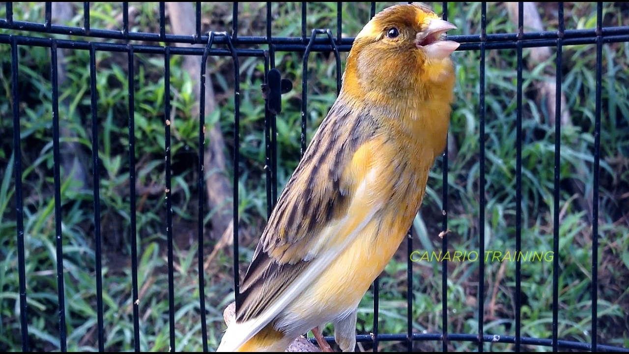 O Som Que Fortalece o Canto Natural do Canário Belga - CANÁRIO BELGA CANTO PARA TREINAMENTO
