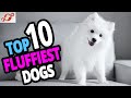 🐕 Fluffiest Dogs - Top 10 Fluffiest Dog Breeds In The World!