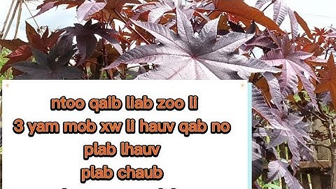 tshuaj ntoo qaib liab zoo 3 yam mob xw li plab hlauv plab chaub huam sawv plab mob leeg xwb qwb